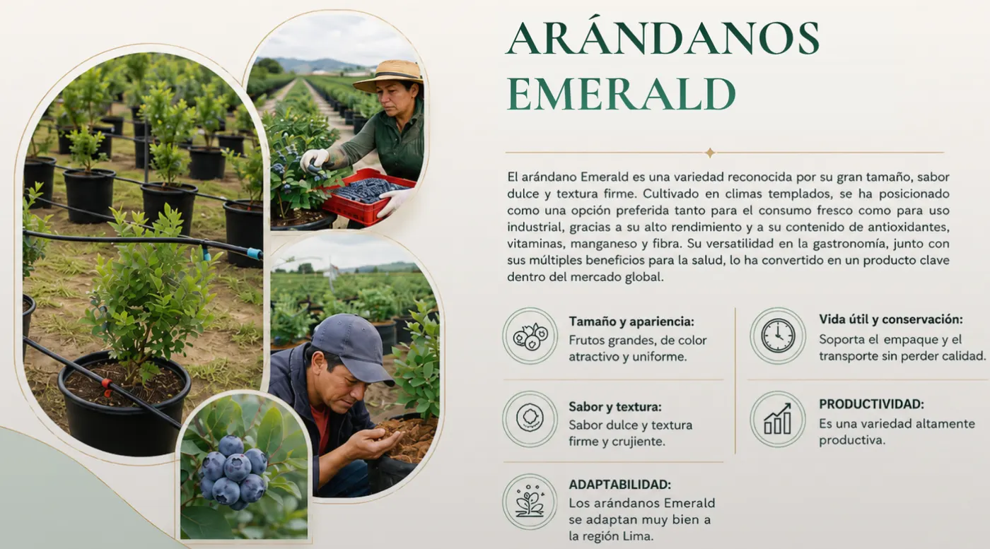 Características de la variedad de arándano Emerald